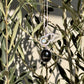 Olive Black Star Diopside Cabochon & Moonstone Calabash Pendant Necklace