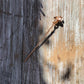 Forget Me Not Gold Hair Stick